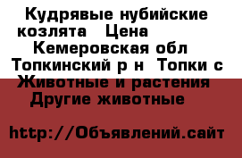 Кудрявые нубийские козлята › Цена ­ 15 000 - Кемеровская обл., Топкинский р-н, Топки с. Животные и растения » Другие животные   